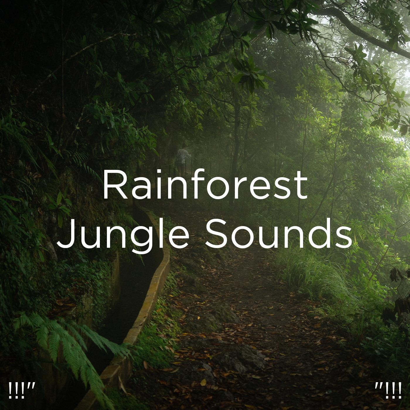 !!!" Rainforest Jungle Sounds "!!!