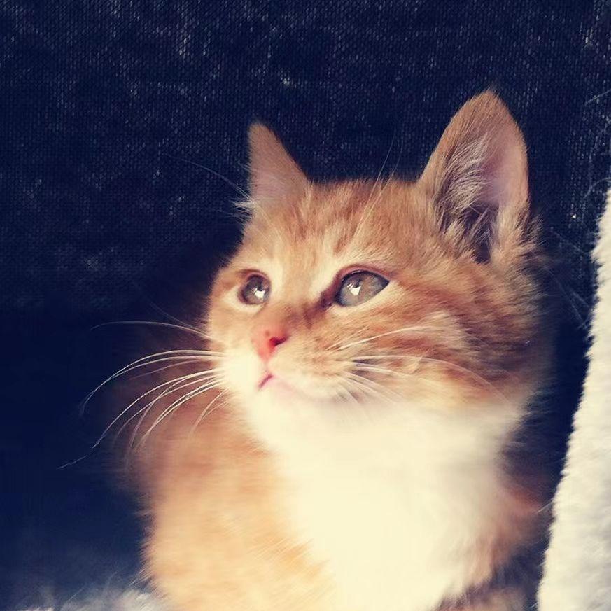 我们猴子爱吃桃子