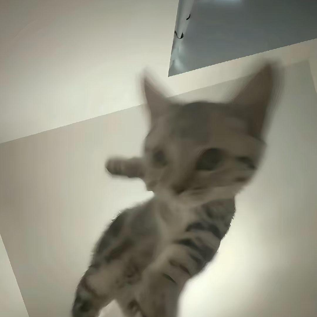 哈基米