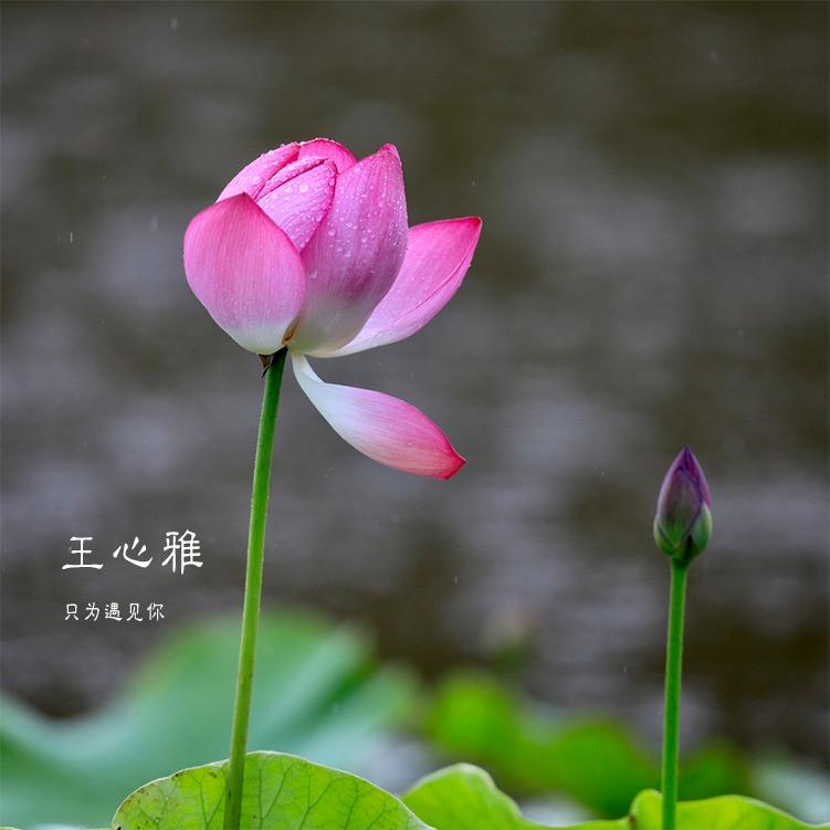 只为遇见你