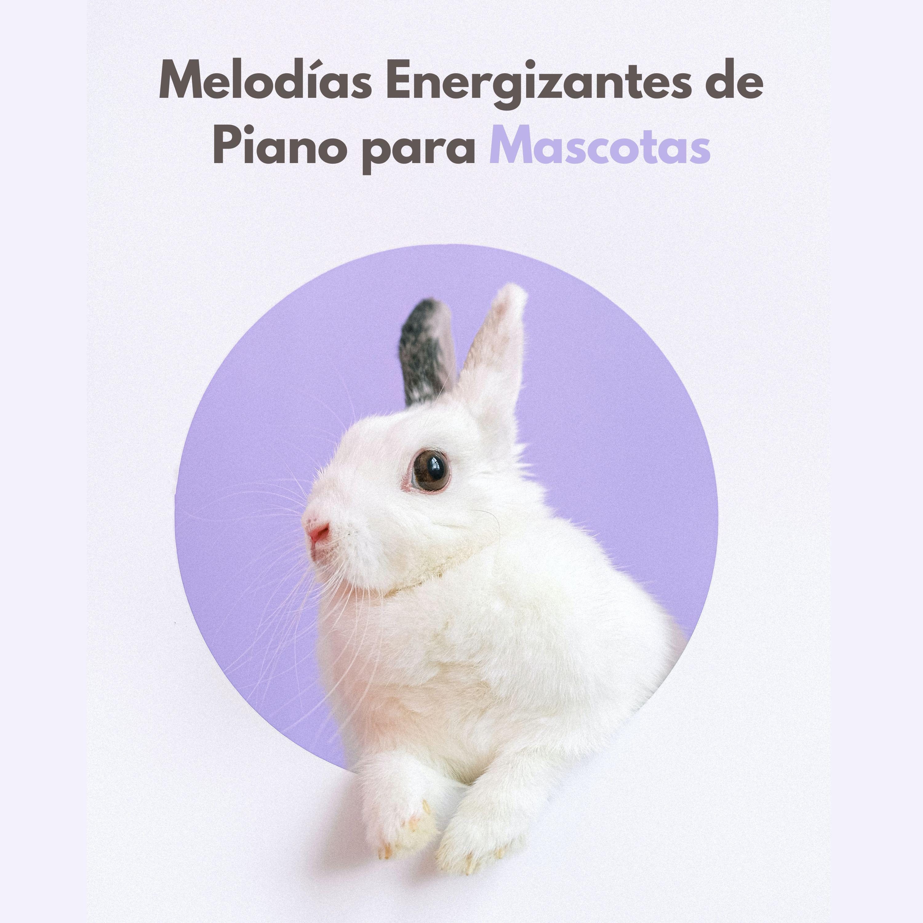 Lista de reproducción Classy Bossa Piano Jazz - Balada De Piano Para Mascotas Relajadas