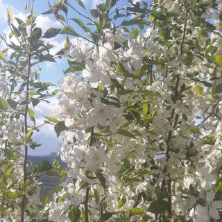 当你养了一只鸟儿，你就与天空多了一份羁绊