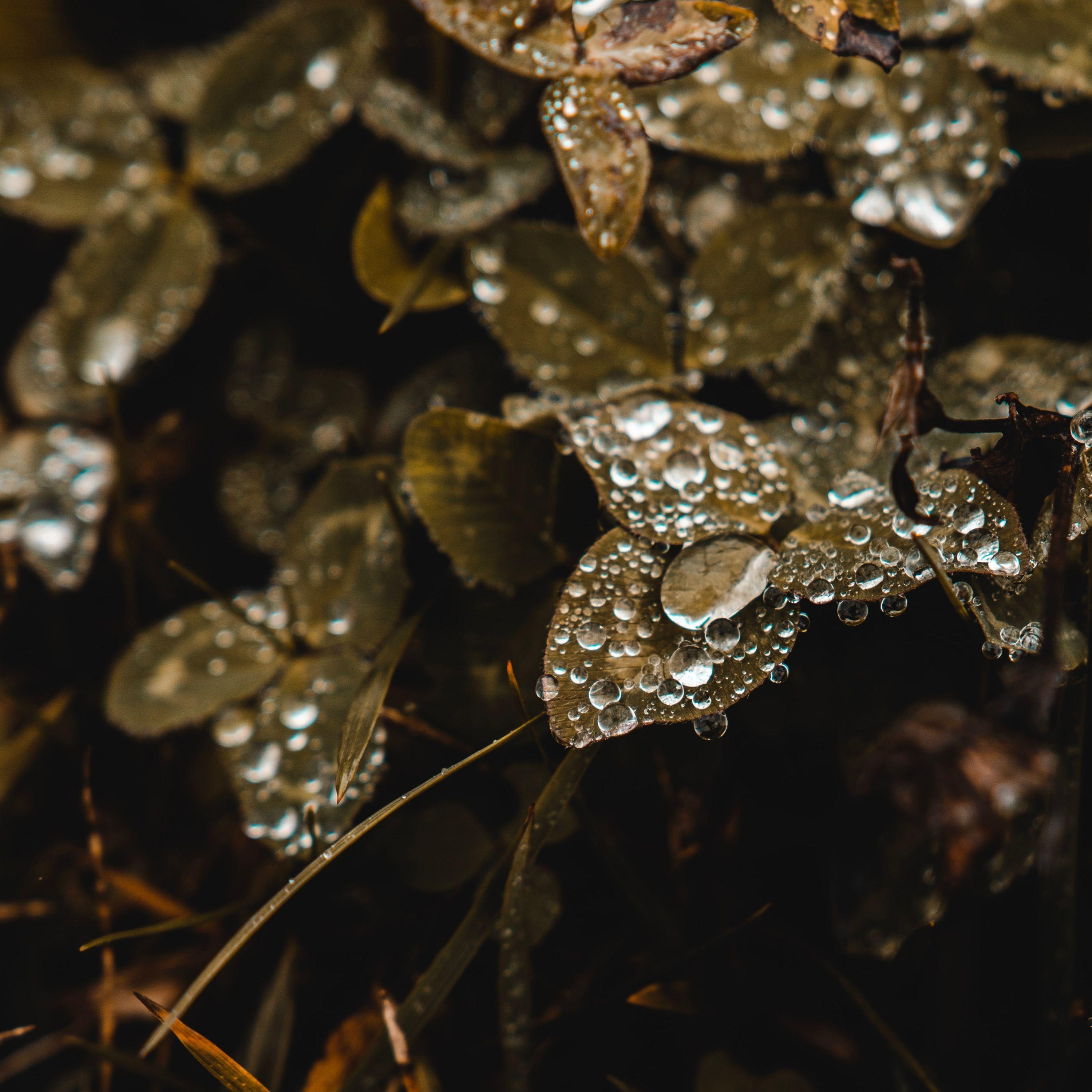 Bienestar Invernal | Pistas de la Nueva Era | la Meditación Guiada