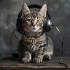 Gentle Experience - Meow Mingle Music