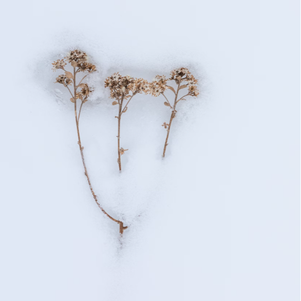 春雪