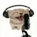 小猫之歌