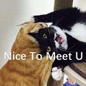 Nice To Meet U