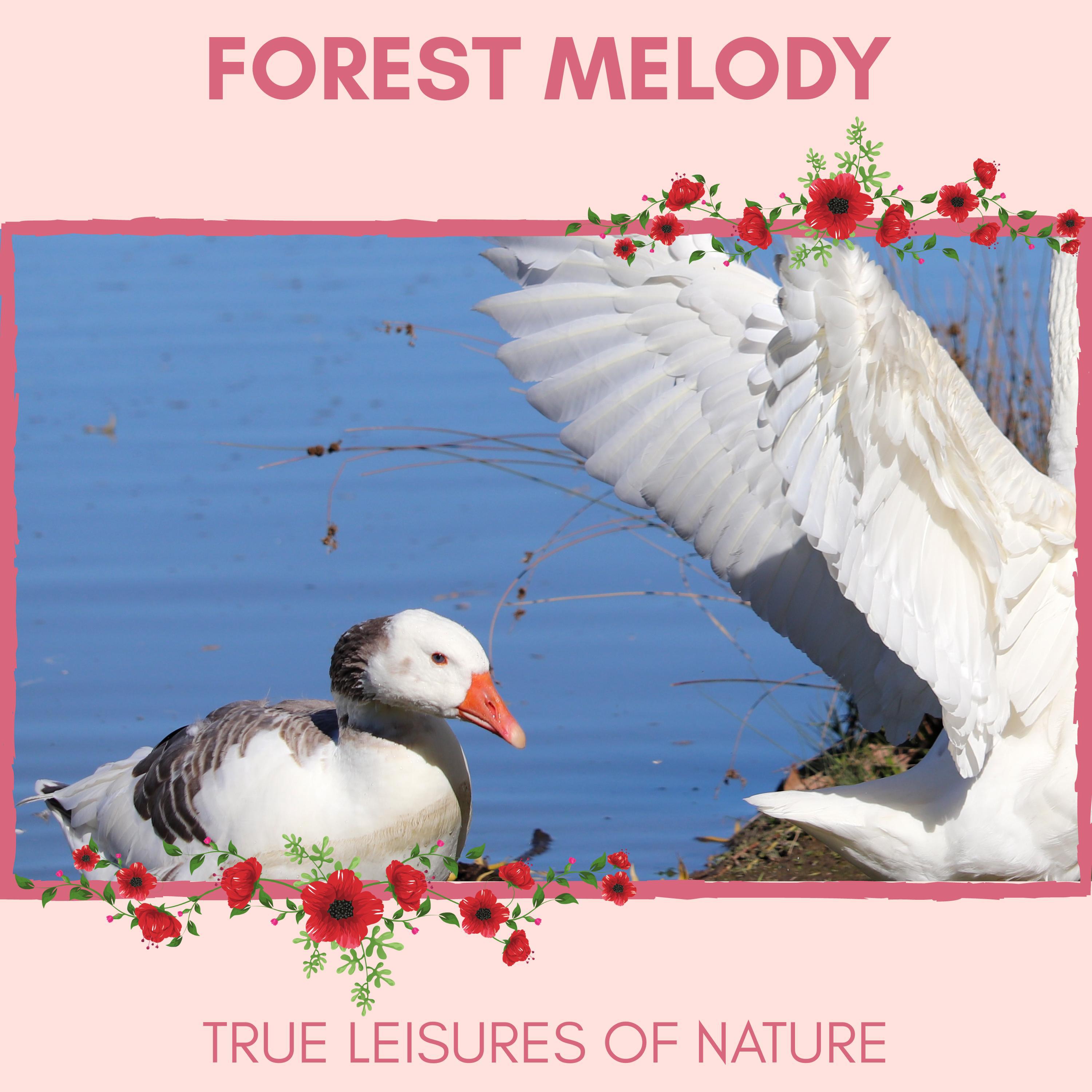 Nature Deep Cure Music - Ravishing Dove Wings