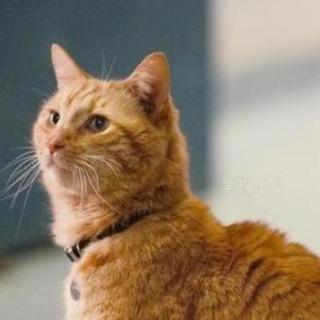 小橘猫er