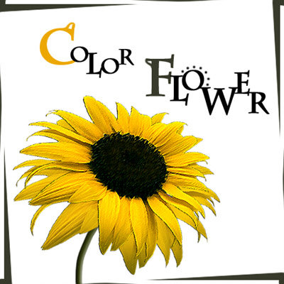 Color Flower专辑