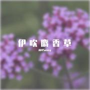 伊吹麝香草