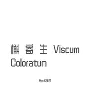 槲寄生Viscum Coloratum