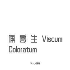 槲寄生Viscum Coloratum