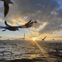 ANSZ - 张韶涵-梦里花(DJ与乐 remix)