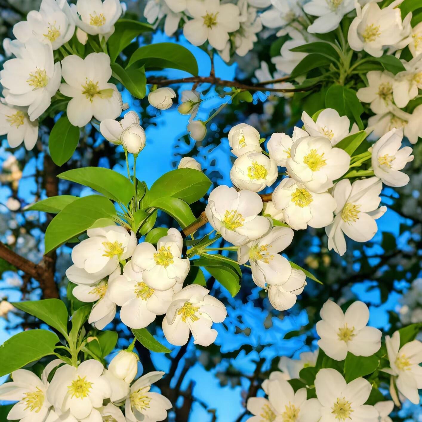 花之舞Dj（ZQ remix）