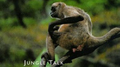 Echoes Of Nature: Jungle Talk专辑