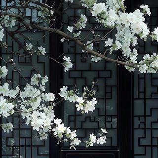 宿命感古风类的纯音乐bgm