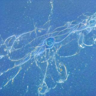 「抑 制 系 小 清 新」