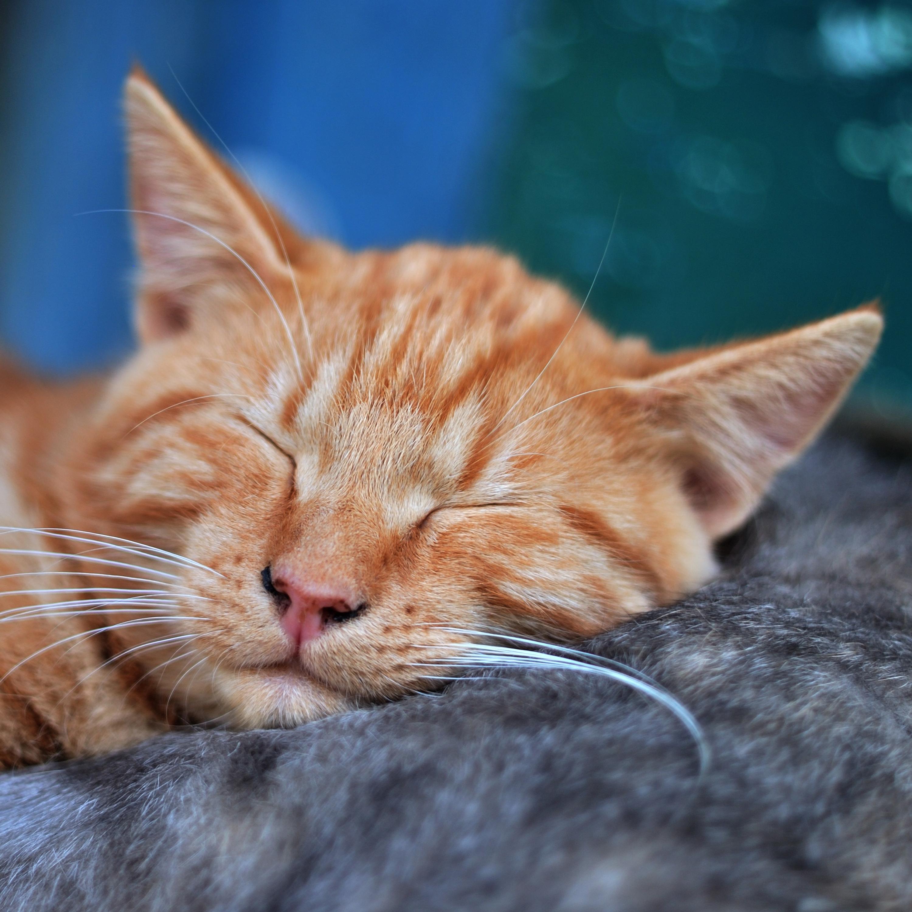 Soft Ambient Nature Sounds for Relaxation and Deep Sleep