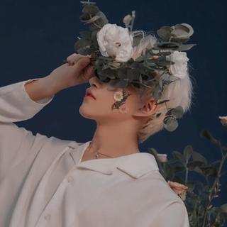 白鸟衔来信封，里面盛满了玫瑰