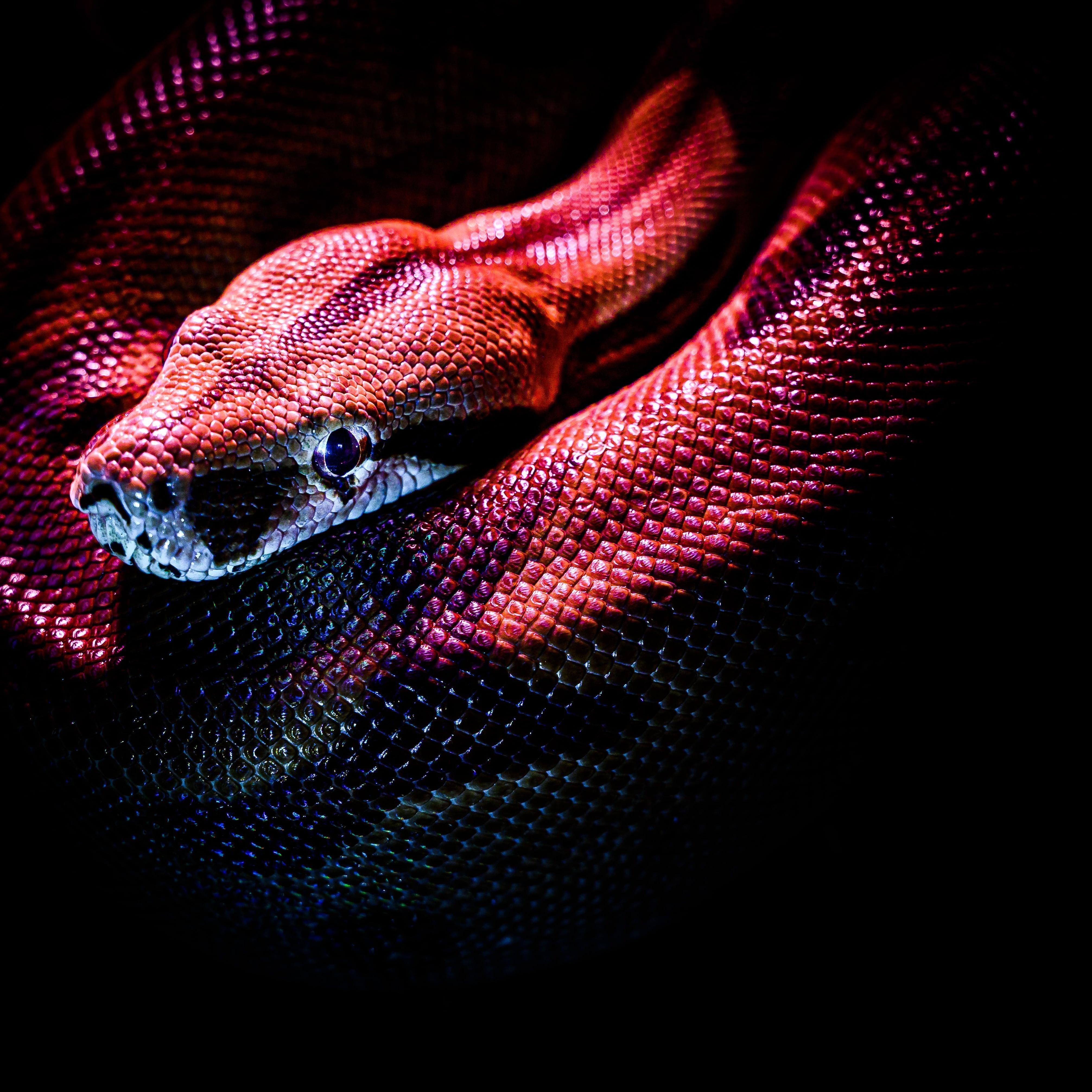 Venom