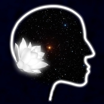 The Medulla Transmissions