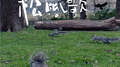 松鼠歌(Cong Syu Zai)专辑