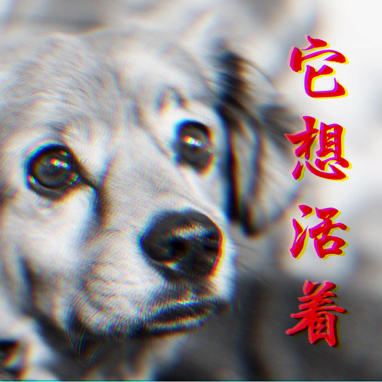 它想活着专辑