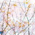 The Blossom Of Spring（春蕊）