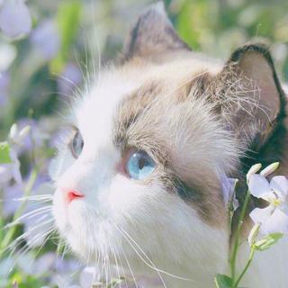 如果我是猫，九条命都想跟你过。