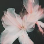 花期专辑