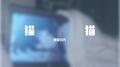 爱意随风起专辑