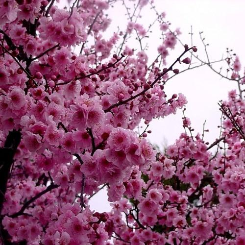 收到!作为专业的体育文章写手,我已准备好将blossom(绽放、升华)的理念注入到赛事复盘中——让战术逻辑如枝干般清晰,让赛场激情如花朵般绽放