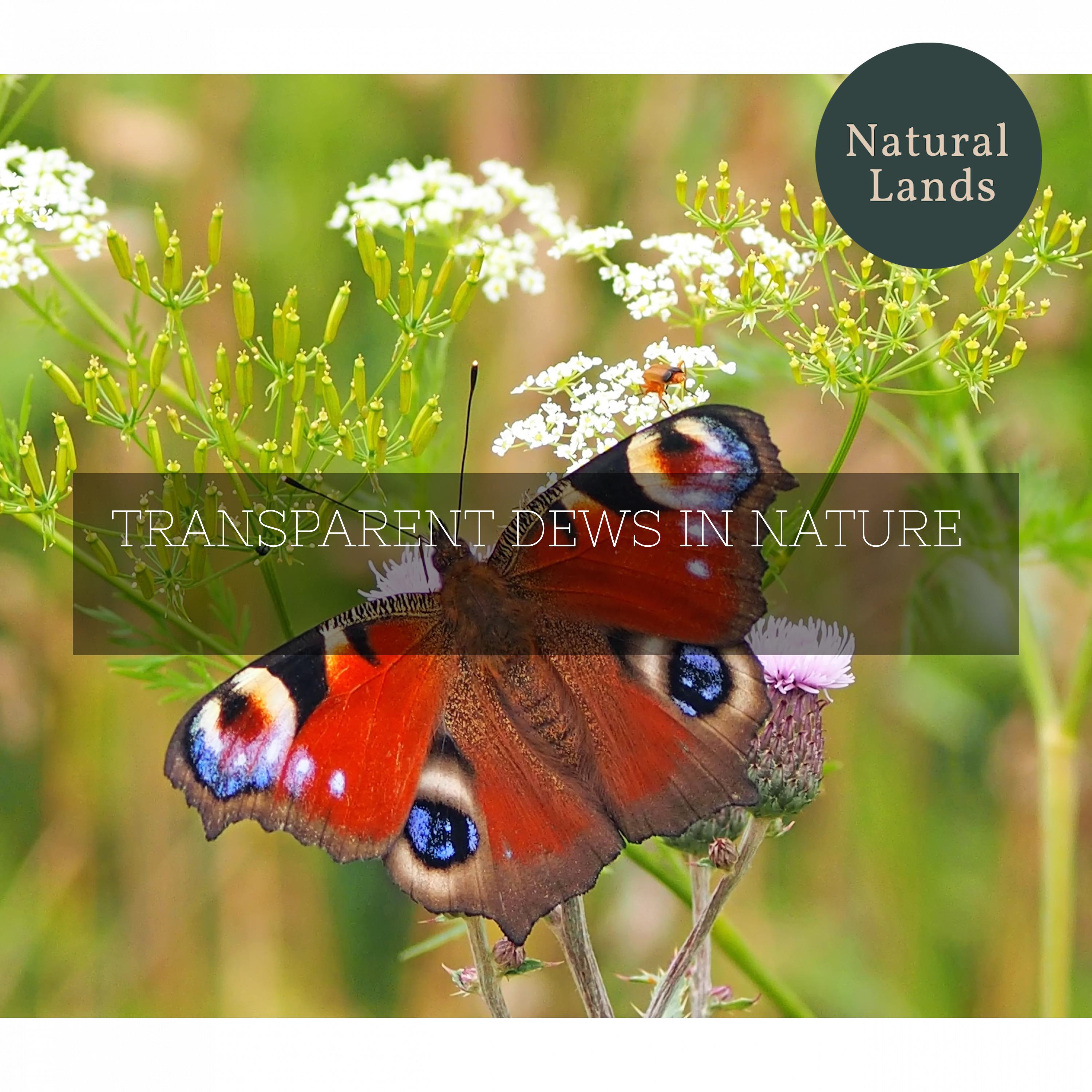 The Great Outdoor Nature Project - Stinging Wind