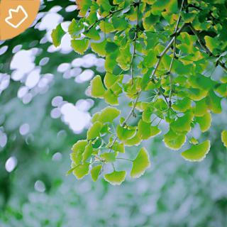 欧美篇|静静聆听美好