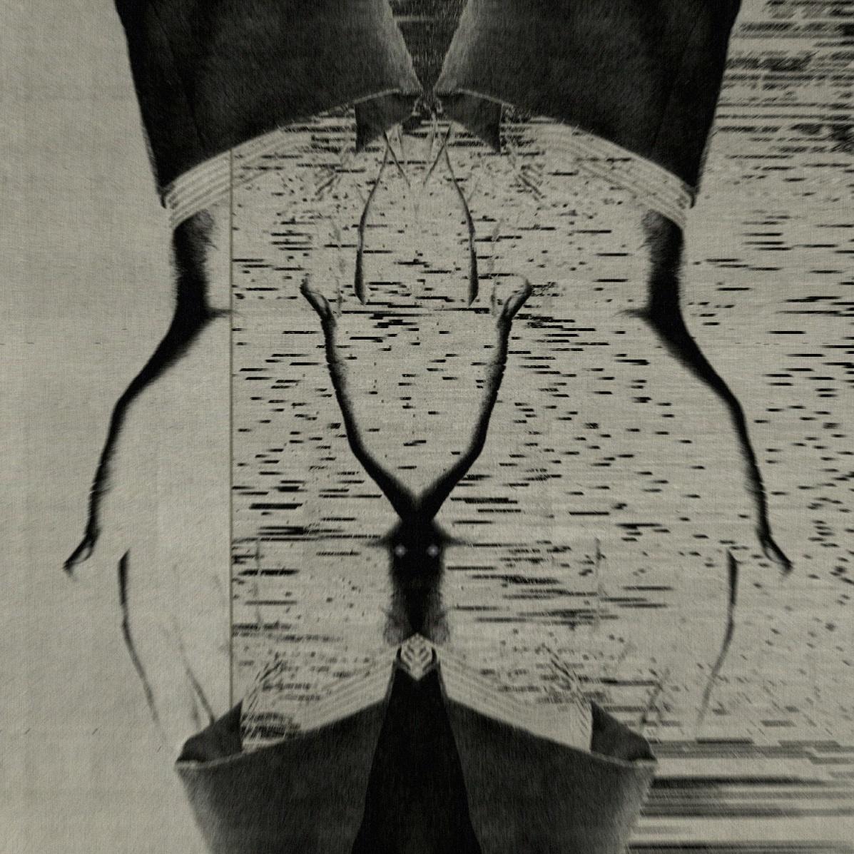 Synsacrum