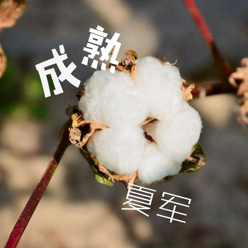 成熟专辑