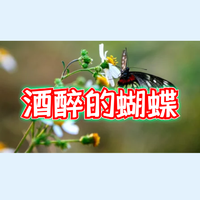 酒醉的蝴蝶 -(萨克斯高清降E调伴奏)DJ降速