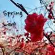 Spring Love inst