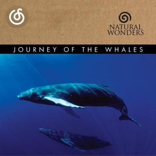 宇宙梦幻精选|从《The Deep Blue》听起