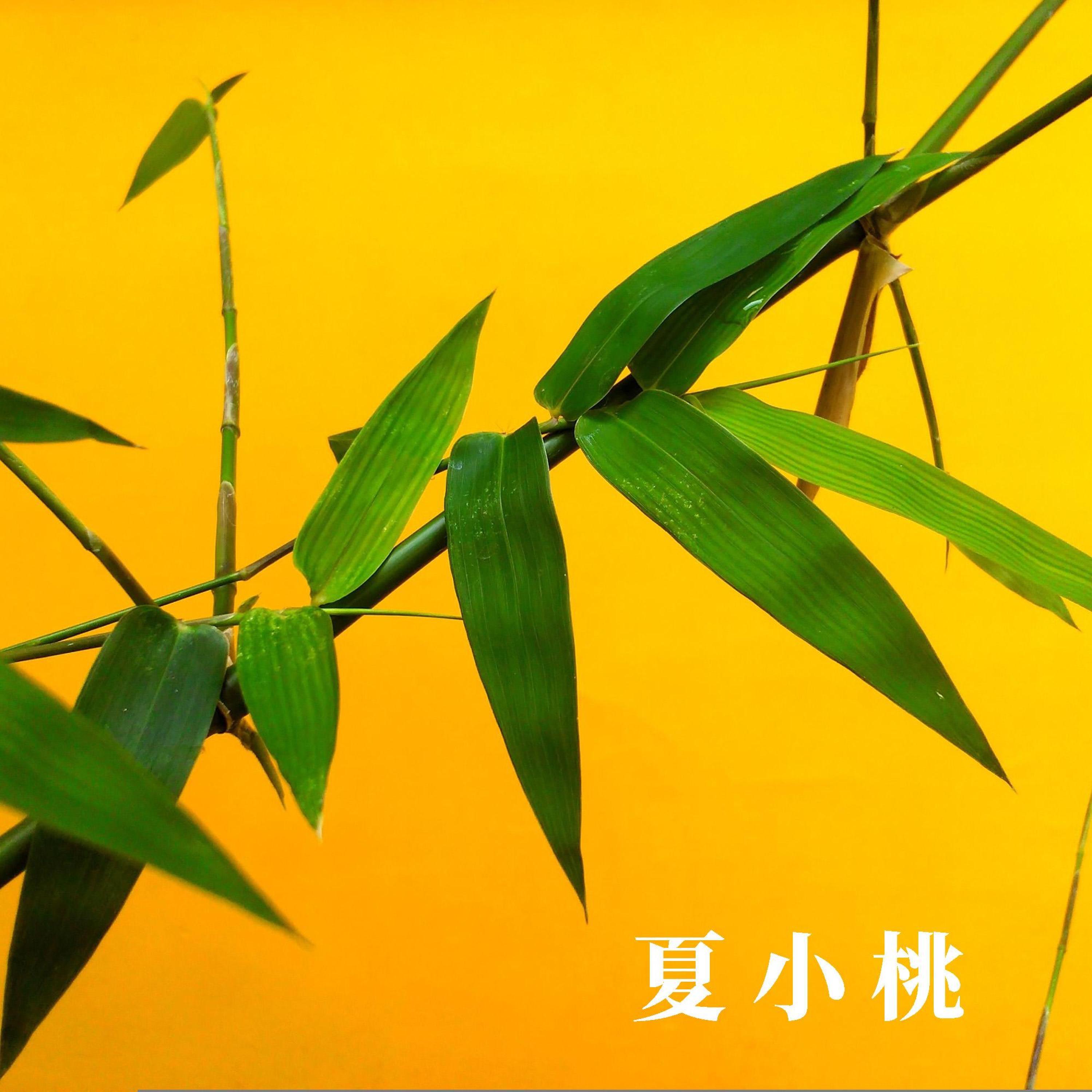 中式箫曲 山水自然扣人心 耳间按摩放松