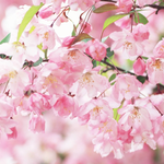 梦と叶桜专辑