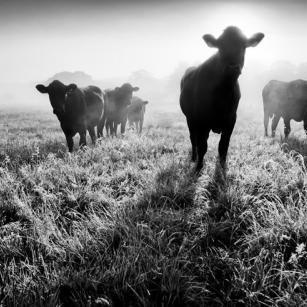 聆听自然声音 远离喧嚣城市