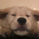 未归
