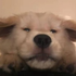 未归