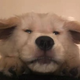 未归