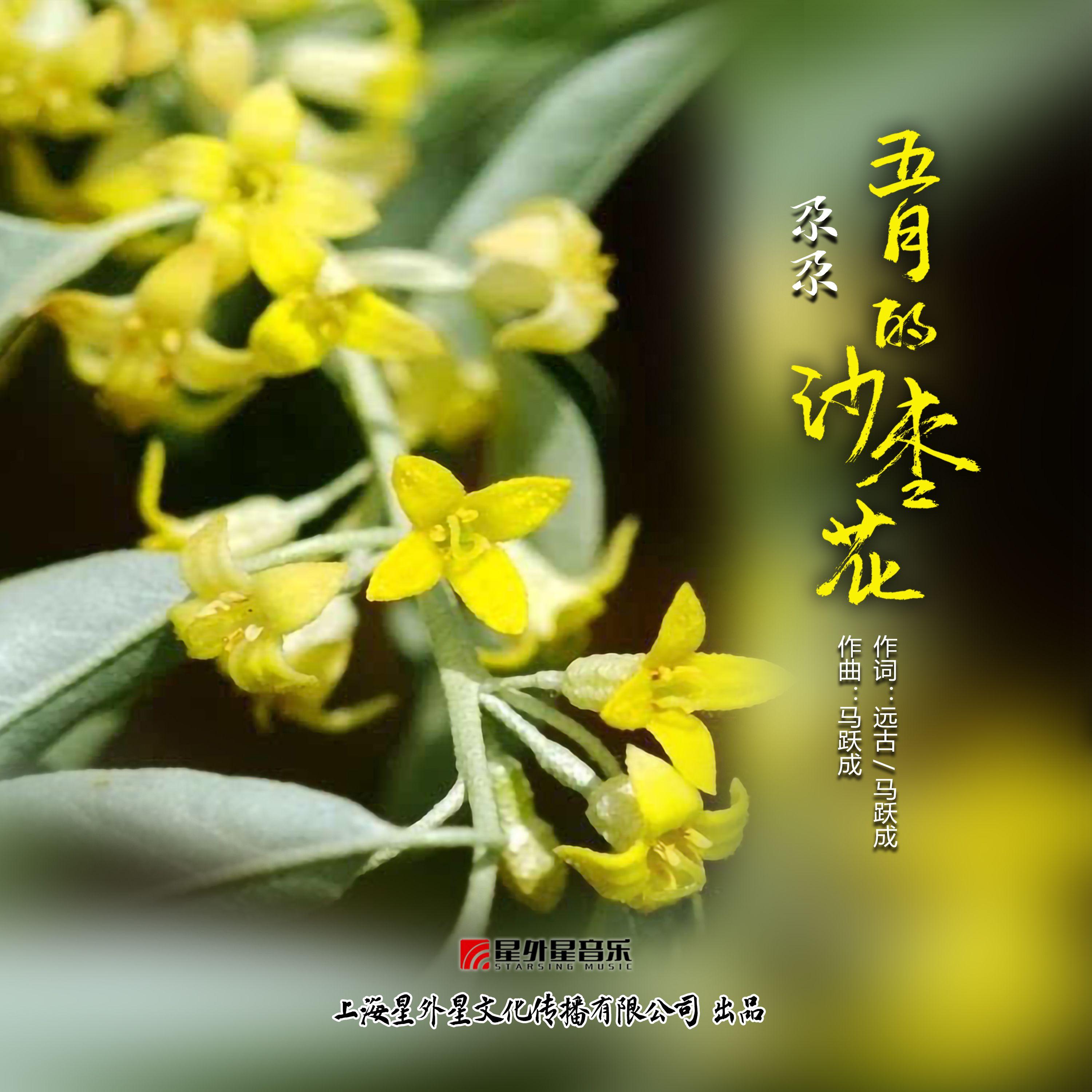 五月的沙枣花