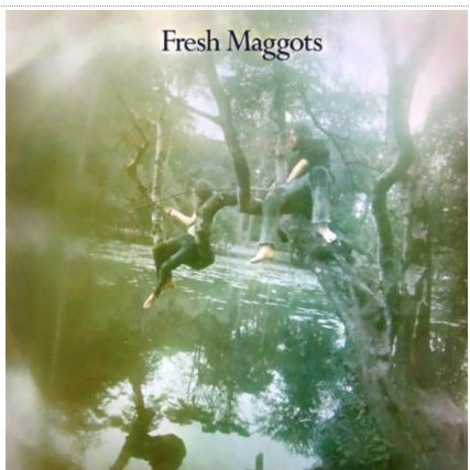 Fresh Maggots...Hatched