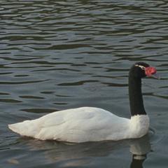 swan