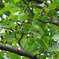 豆梨树